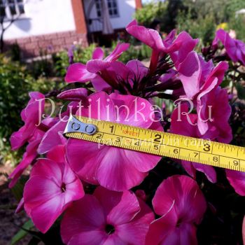 Флокс метельчатый Большая премьера (Егорова В.И.)*