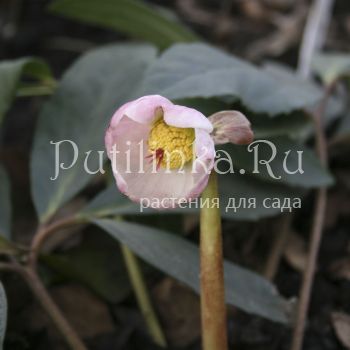 Морозник черный подвид крупноцветковый (Helleborus niger var.macranthus)