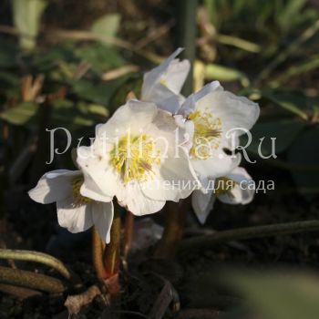 Морозник черный подвид крупноцветковый (Helleborus niger var.macranthus)