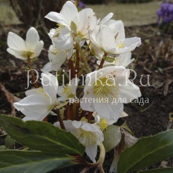 Морозник черный подвид крупноцветковый (Helleborus niger var.macranthus)