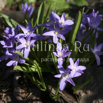 Хионодокса Люцилии (Chionodoxa luciliae)