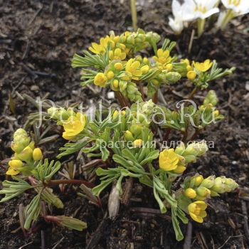 Леонтица одесская (L. odessanum)