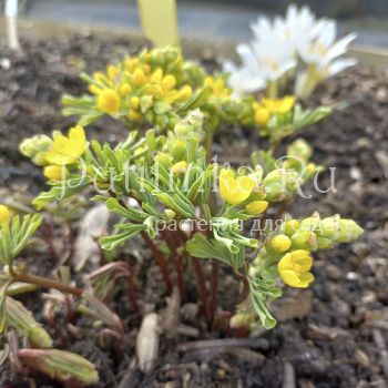 Леонтица одесская (L. odessanum)