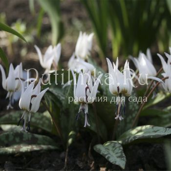 Кандык White Splendour (Erythronium dens-canis White Splendour)