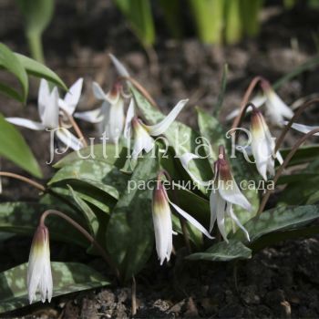 Кандык White Splendour (Erythronium dens-canis White Splendour)