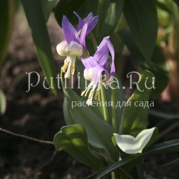 Кандык европейский  (Erythronium dens-canis)