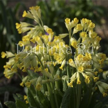 Примула крупночашечковая (Primula macrocalyx)