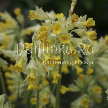 Примула крупночашечковая (Primula macrocalyx)