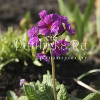 Примула нежная mix (Primula amoena)