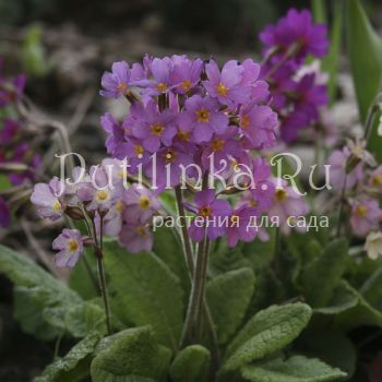 Примула нежная mix (Primula amoena)