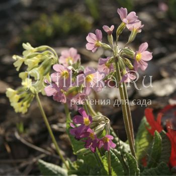 Примула нежная mix (Primula amoena)