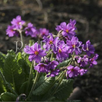 Примула нежная mix (Primula amoena)