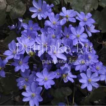 Печеночница благородная голубая (Hepatica nobilis)