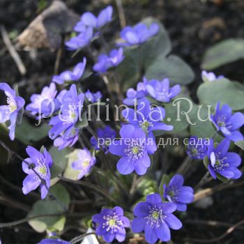 Печеночница благородная голубая (Hepatica nobilis)