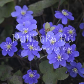 Печеночница благородная голубая (Hepatica nobilis)