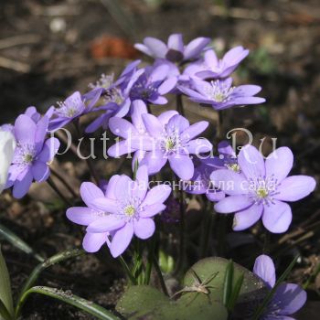 Печеночница благородная голубая (H. nobilis)