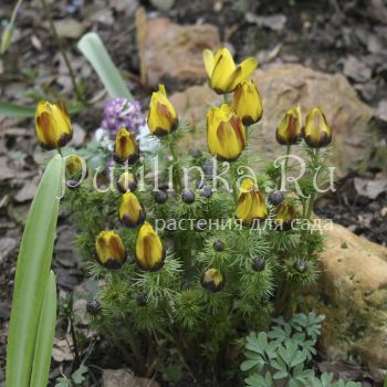 Адонис весенний (Adonis vernalis)