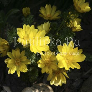 Адонис весенний (Adonis vernalis)