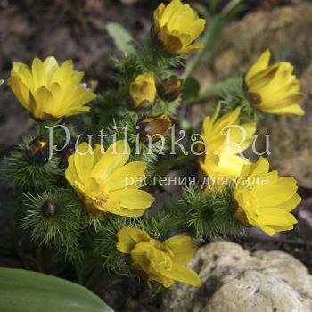 Адонис весенний (Adonis vernalis)