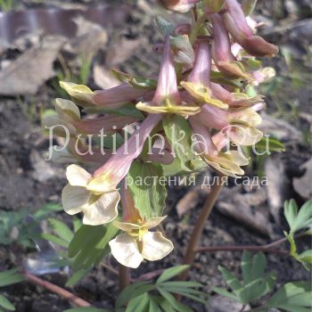 Хохлатка кузнецова Apricot Queen (Corydalis kusnetzovii x C. bracteata Apricot Queen)