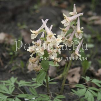 Хохлатка кузнецова Apricot Queen (Corydalis kusnetzovii x C. bracteata Apricot Queen)