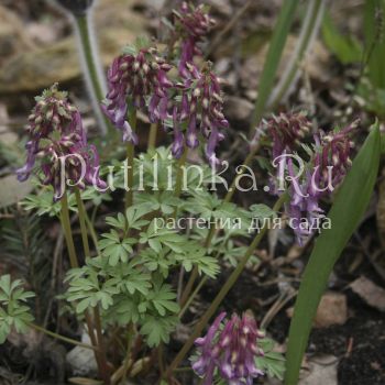 Хохлатка плотная Gunite (Corydalis solida Gunite)