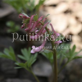 Хохлатка плотная Gunite (Corydalis solida Gunite)