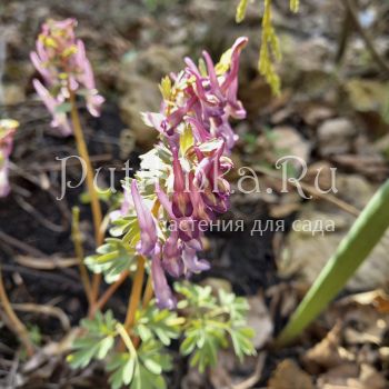 Хохлатка плотная Gunite (Corydalis solida Gunite)