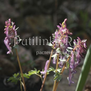 Хохлатка плотная Gunite (Corydalis solida Gunite)