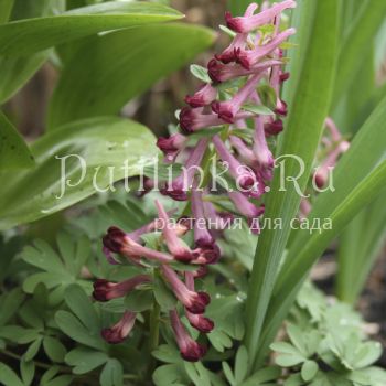 Хохлатка плотная (Corydalis solida Drops of claret)