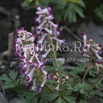 Хохлатка плотная (Corydalis solida Drops of claret)