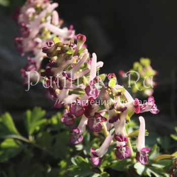 Хохлатка плотная (Corydalis solida Drops of claret)