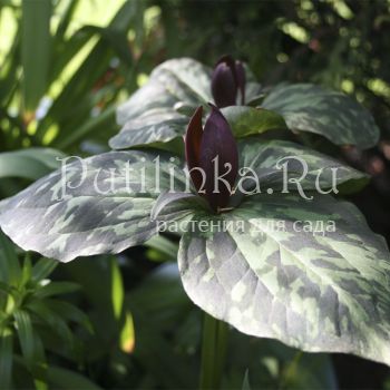 Триллиум  клиновидный (Trillium cuneatum)