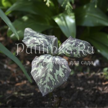 Триллиум  клиновидный (Trillium cuneatum)