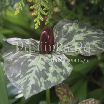 Триллиум  клиновидный (Trillium cuneatum)