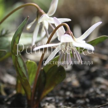 Кандык европейский белоцветковый (Erythronium dens-canis Albus)