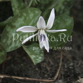 Кандык европейский белоцветковый (Erythronium dens-canis Albus)