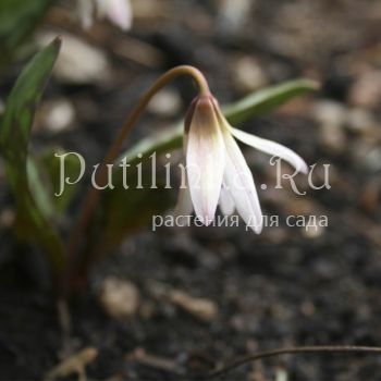 Кандык европейский белоцветковый (Erythronium dens-canis Albus)