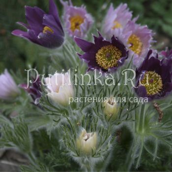 Прострел обыкновенный Papageno (Pulsatilla vulgaris Papageno)