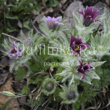 Прострел обыкновенный Papageno (Pulsatilla vulgaris Papageno)