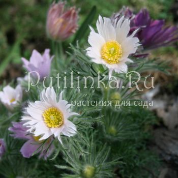 Прострел обыкновенный Papageno (Pulsatilla vulgaris Papageno)