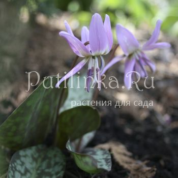 Кандык  европейский  CHARMER (Erythronium dens-canis CHARMER)