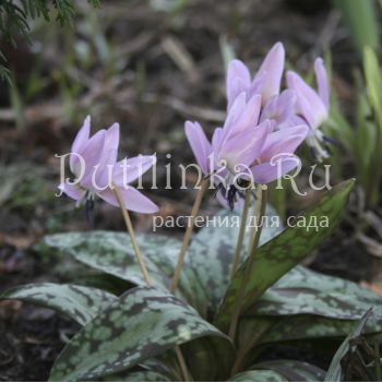 Кандык  европейский  CHARMER (Erythronium dens-canis CHARMER)