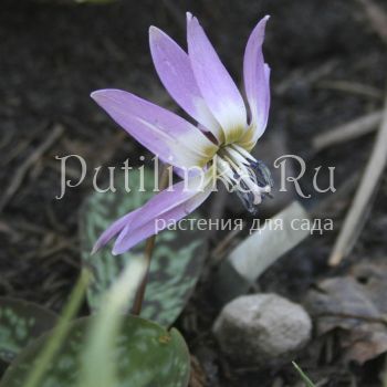 Кандык  европейский  CHARMER (Erythronium dens-canis CHARMER)