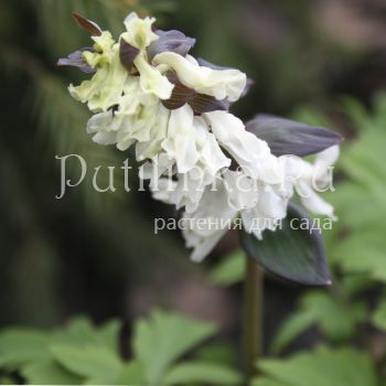 Хохлатка (Corydalis cava Alba)