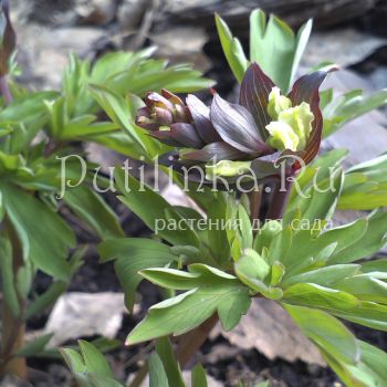 Хохлатка (Corydalis cava Alba)