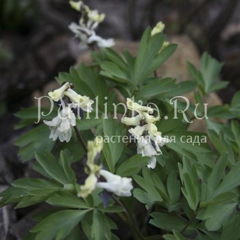 Хохлатка (Corydalis cava Alba)