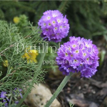 Примула мелкозубчатая (Primula denticulata)