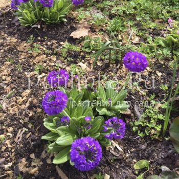 Примула мелкозубчатая (Primula denticulata)