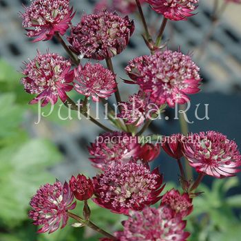 Астранция Star of Fire (Astrantia major Star of Fire)*